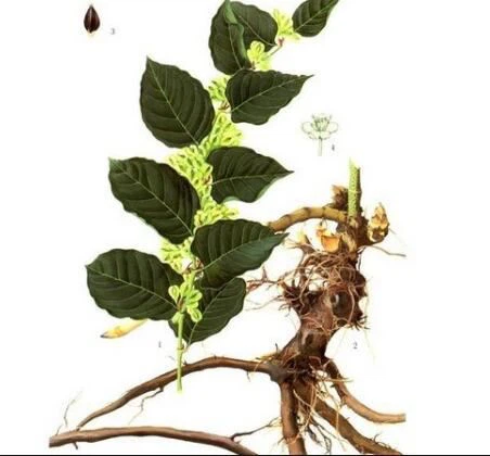 Polygonum Cuspidatum root extract