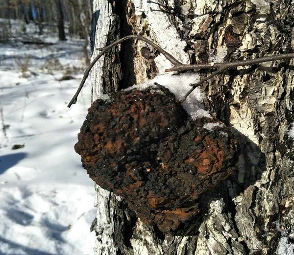 organic chaga mushroom