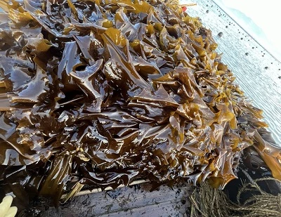 Kelp vs jūros dumbliai: pagrindiniai skirtumai, pranašumai, naudojimas ir kuris iš jų yra geresnis?