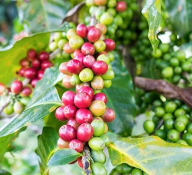 Green Coffee Bean Extract Planting Base Green Coffee Bean Extract Planting Base