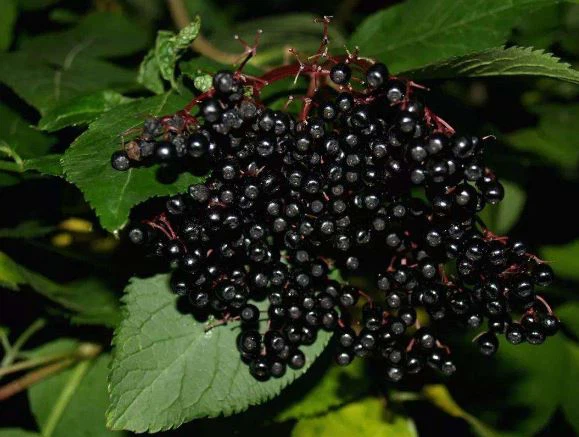 sambucus China medicinal uses