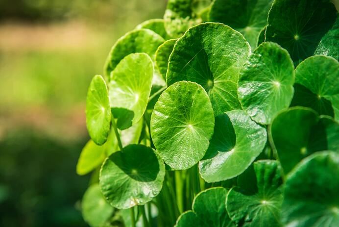 „Gotu Kola“ nauda odai