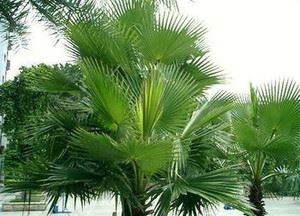 Ką daro palmetto?
