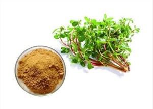 Portulako ekstraktas