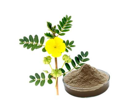 Tribulus Terrestris ekstrakto milteliai